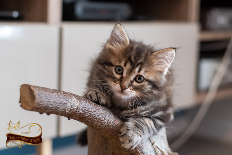 Chaton élevé en appartement sur son arbre à chat