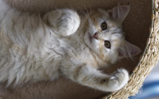 Chaton sur le dos dans un panier