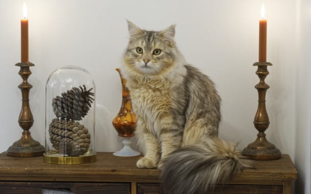 Genius chat sibérien couleur Bimetal (sunshine et Silver)