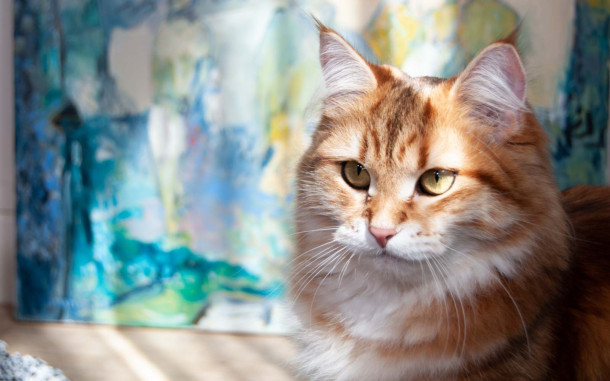 Chat sibérien devant tableau d'artiste