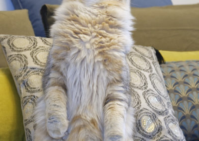 Genius, chat mâle sibérien traditionnel bimétal, fait le beau.