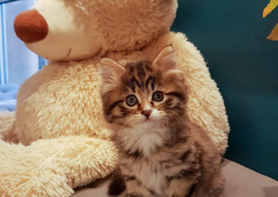 Que Sont Devenus Nos Chatons A L Age Adulte Homesweetcat