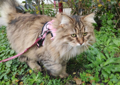 Famille adoption-Perla chaton Sibérien hyppoallergénique de 10 mois en sortie en laisse et harnais