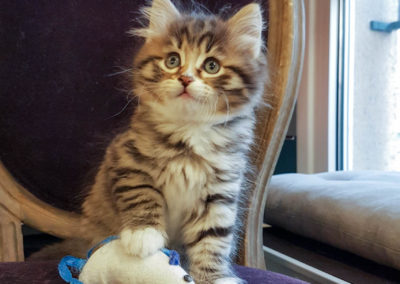 HomeSweetCat-Pandora, chaton Sibérien hypoallergénique attrape une souris