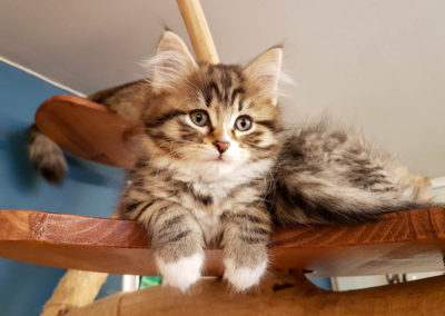 HomeSweetCat-Pandora, chaton Sibérien hypoallergénique sur son arbre à chat