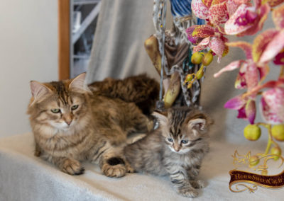 HomeSweetCat-Perla chaton Sibérien hyppoallergénique de 2 mois élevée en appartement