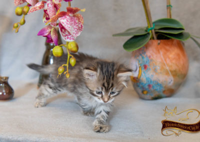 HomeSweetCat-Perla chaton Sibérien hyppoallergénique de 2 mois élevée en appartement