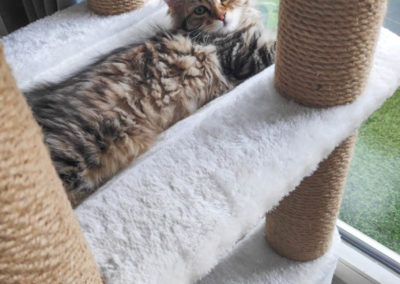 Famille adoption-Perla chaton Sibérien hyppoallergénique de 4 mois sur son arbre à chat