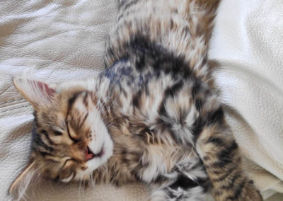 Famille adoption-Perla chaton Sibérien hyppoallergénique de 4 mois dort sur le canapé