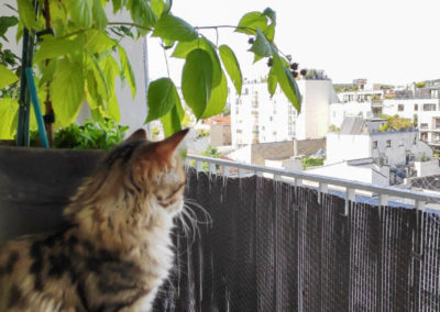 Famille adoption-Perla chaton Sibérien hyppoallergénique de 4 mois sur le balcon sécurisé