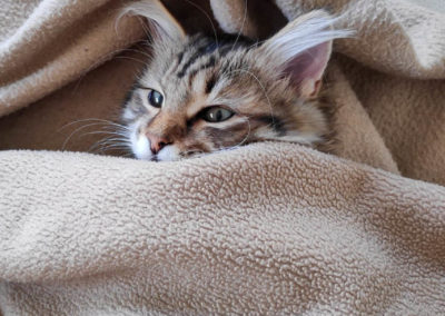 Famille adoption-Perla chaton Sibérien hyppoallergénique de 4 mois au lit