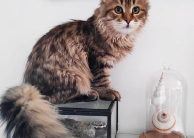 Famille adoption-Perla chaton Sibérien hyppoallergénique de 4 mois magique beauté