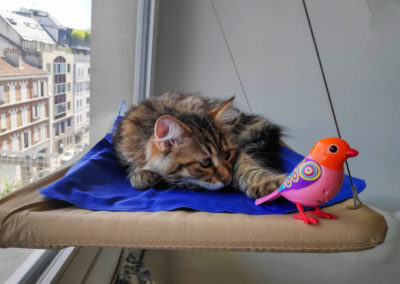 Famille adoption-Perla chaton Sibérien hyppoallergénique de 4 mois si tu bouges le piaf, je te mange