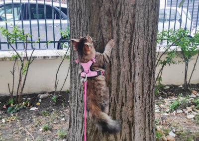 Famille adoption-Perla chaton Sibérien hyppoallergénique de 4 mois en sortie en laisse et harnais