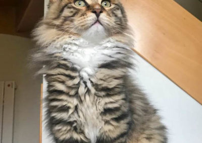 Famille adoption-Pixel chaton Sibérien 3 mois dans sa nouvelle maison. Il fait son beau gosse