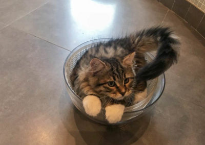 Famille adoption-Pixel chaton Sibérien 3 mois dans sa nouvelle maison