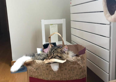 Famille adoption-Pixel chaton Sibérien 3 mois dans sa nouvelle maison. Je ressortirai plus tard ...