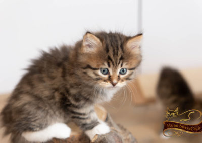 HomeSweetCat-Pixel chaton Sibérien 43 jours dans notre élevage