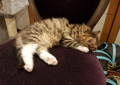 HomeSweetCat-Pixel chaton Sibérien 2 mois dans notre élevage