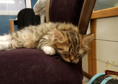 HomeSweetCat-Pixel chaton Sibérien 2 mois dans notre élevage