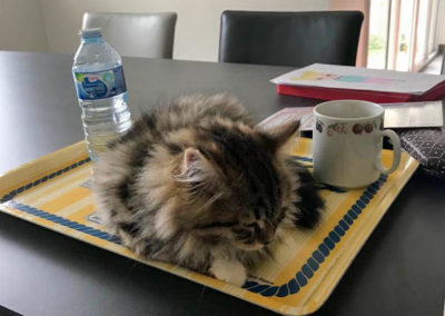 Famille adoption-Pixel chaton Sibérien 3 mois dans sa nouvelle maison. Vite dormir !