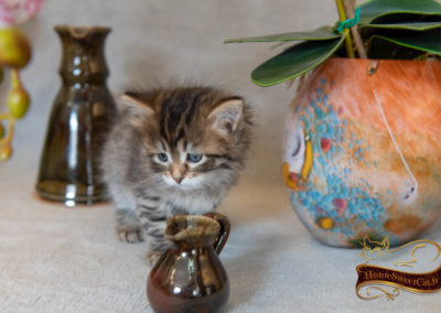 HomeSweetCat-Prada chaton Sibérien 2 mois eduquée en appartement