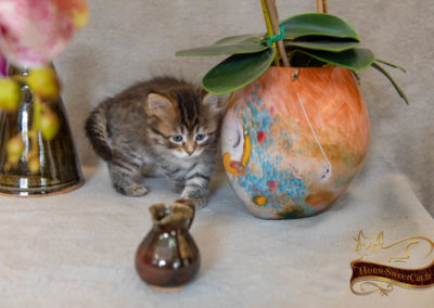 HomeSweetCat-Prada chaton Sibérien 2 mois eduquée en appartement