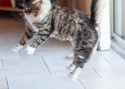 Homesweetcat-Chat Sibérien-Un chat retombe toujours sur ses pattes