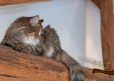 Homesweetcat-Chat Sibérien-Sur une poutre