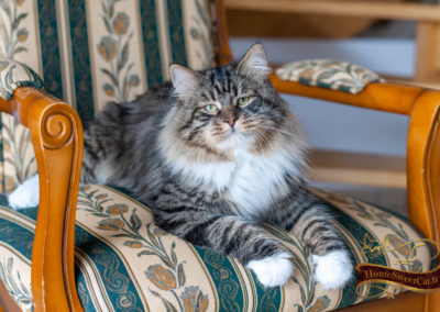 Homesweetcat-Chat Sibérien sur fauteuil Voltaire