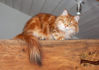 Homesweetcat-Chat Sibérien sur poutre de charpente