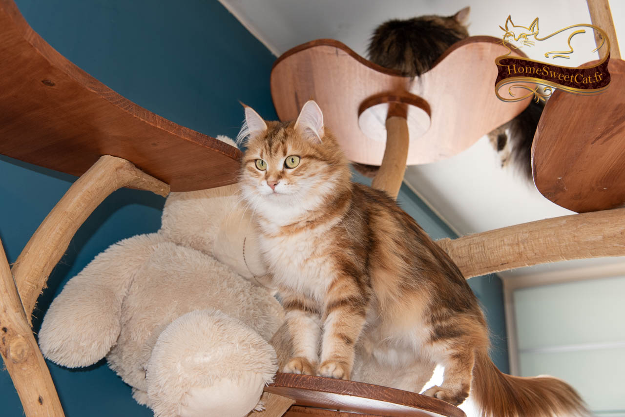 Nos Chats Siberiens Adultes En Appartement Homesweetcat