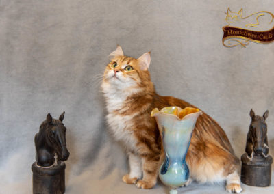 Homesweetcat Nixie chat sibérien hypoallergénique avec vase et serre livre cheval