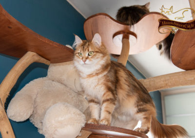 Homesweetcat Nixie chat sibérien hypoallergénique en appartement sur arbre à chat