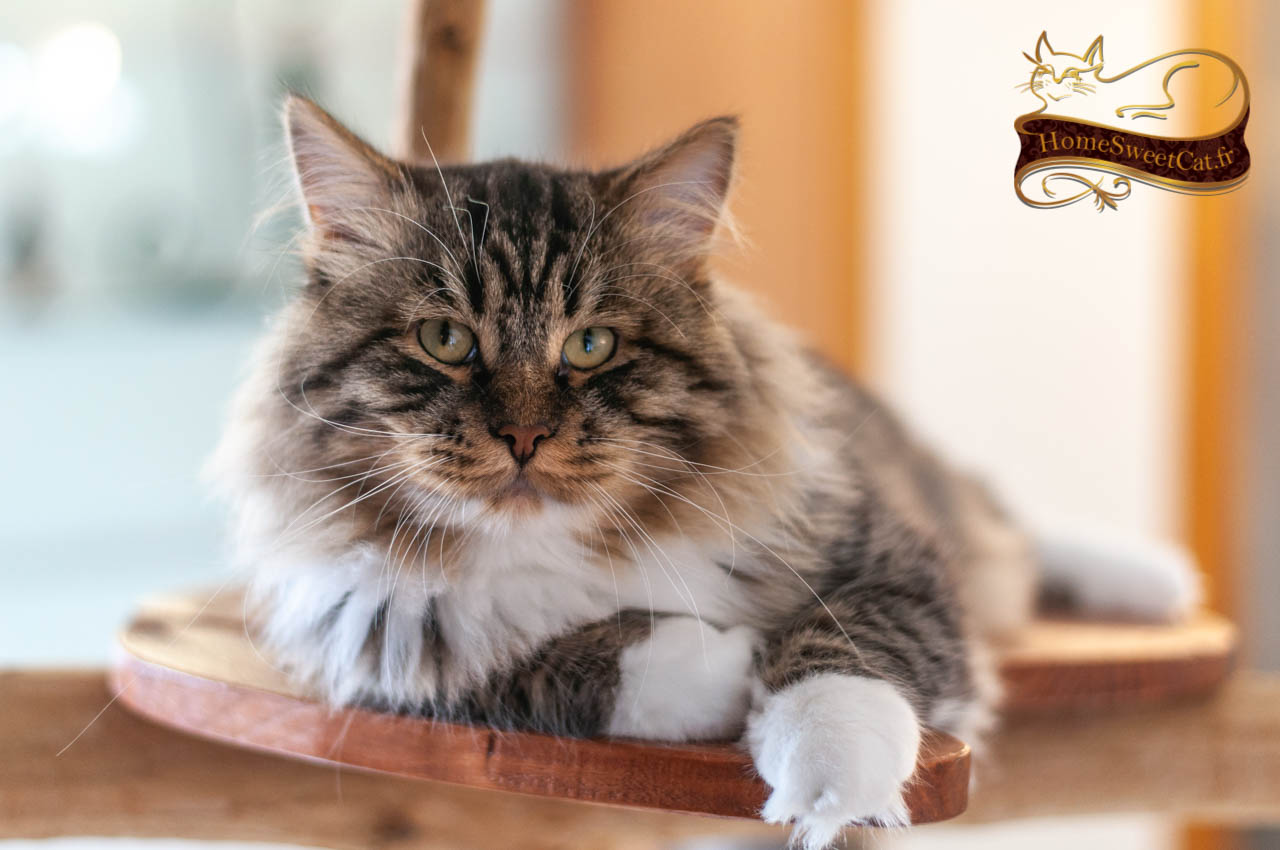 Nos Chats Siberiens Adultes En Appartement Homesweetcat