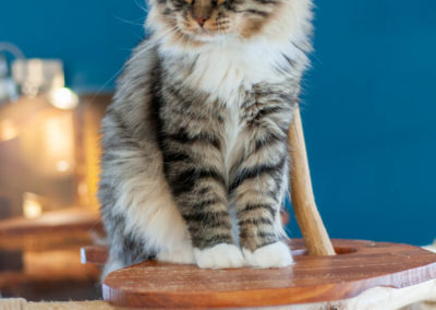 Homesweetcat Oliver chat sibérien hypoallergénique assis sur arbre à chat