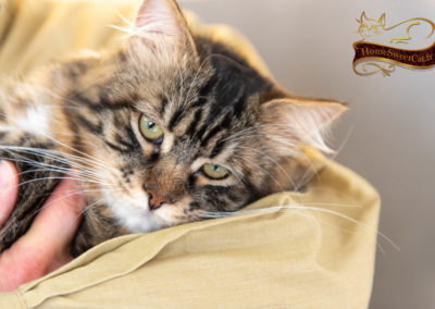 Homesweetcat Oliver chat sibérien hypoallergénique calin dans les bras