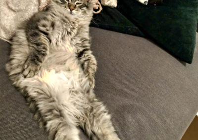 Pablo chaton sibérien relax sur le canapé de sa famille d'adoption