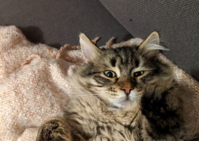 Pablo chaton sibérien sur le canapé de sa famille d'adoption