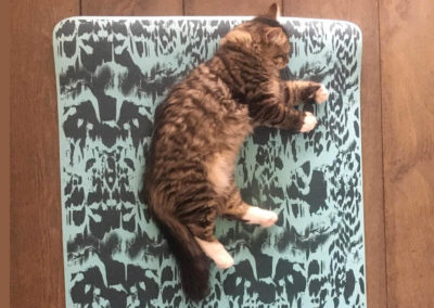 Famille adoption-Presley chaton hyppoallergénique se repose aprés sa scéance de yoga