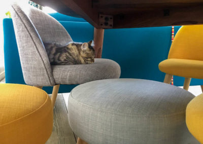 Famille adoption-Presley chaton hyppoallergénique se repose sur chaise Scandinave
