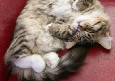 Famille adoption-Pandora, chaton Sibérien hypoallergénique