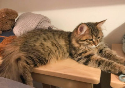 Que Sont Devenus Nos Chatons A L Age Adulte Homesweetcat