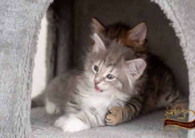 Romy, chaton sibérien elevé en appartement joue avec sa soeur