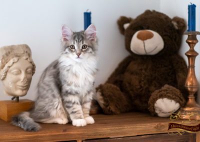 Romy, chaton sibérien elevé en appartement en oeuvre d'art