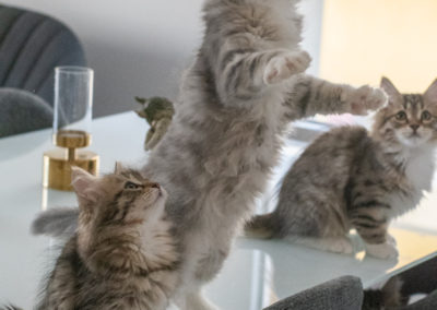Romy, chaton sibérien elevé en appartement prêt à rejoindre son foyer avec ses fréres et soeurs