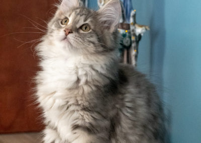 Romy, chaton sibérien elevé en appartement prêt à rejoindre son foyer