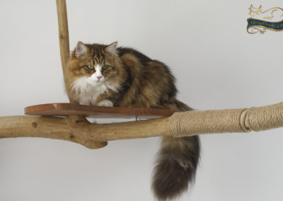 Chat Sibérien élevé en appartement de la chatterie HomeSweetCat sur son arbre à chat.