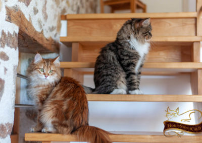 homesweetcat-Chat Sibérien dans escalier en bois